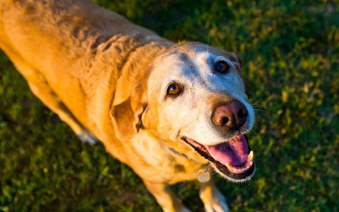 10 Ways to Ease Arthritic Pain in Old Dogs - Dr Claire Stevens